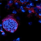 Image for article titled More Evidence that a Common Cat Parasite Could Increase Your Risk of Suicide